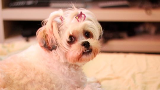 Shih Tzu pelspleje: Klippe, børste og style din Shih Tzu