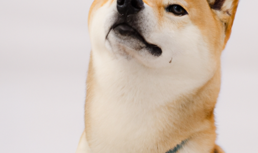 Hvorfor Smasker Hunde?